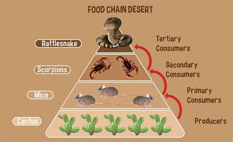 Diagram Showing Desert Food Chain For Education 3274679 Vector Art At
