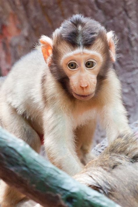 Monkeys are easily identified by their tails and also narrow chests which can be seen in the above monkey photos and pics of monkeys.comparing a monkey picture to those of apes or even humans shows that while we all are somewhat similar. Baby Monkey Free Stock Photo - Public Domain Pictures