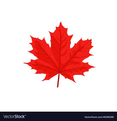 Maple Leaves Royalty Free Vector Image Vectorstock