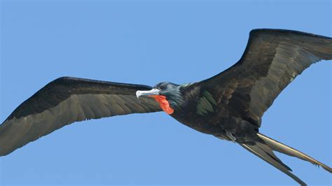 The Amazing Frigate Bird Register The Times