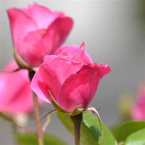 Pretty Romantic Pink Roses Photograph By P S
