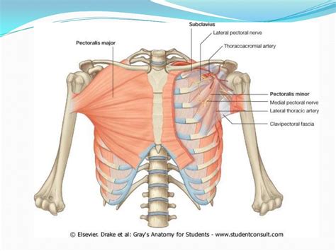 Anatomia Del Torax