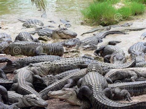 Alligator Facts 20 Interesting Facts About Alligators