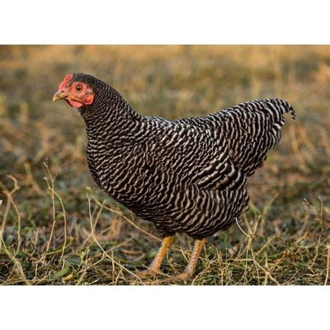 Cackle Hatchery Barred Rock Bantam Chicken Straight Run Male And