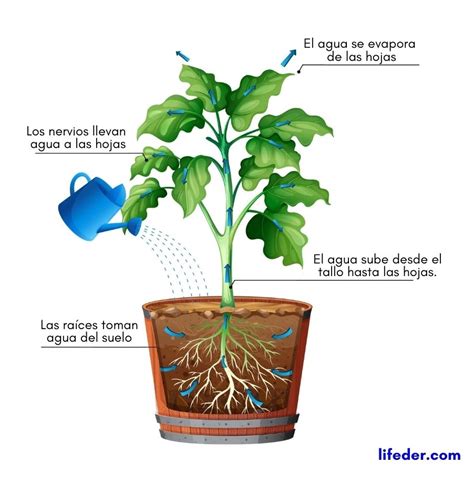 Transpiración de las plantas: concepto, proceso, factores, importancia