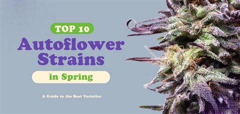 Top 10 Autoflower Strains In Spring A Guide To The Best Varieties
