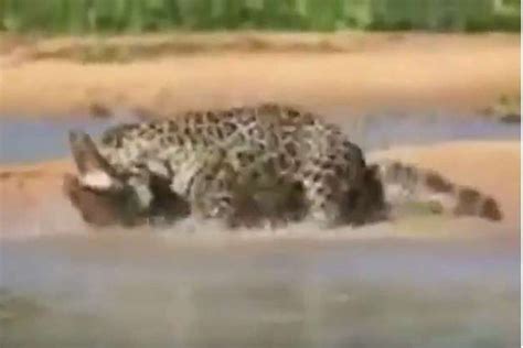 نمر أمريكي يصطاد تمساحا بعد معركة حامية