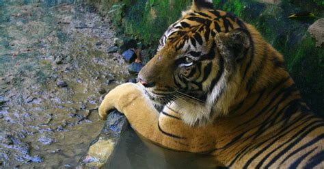 3 Extinct Types Of Tigers Unianimal