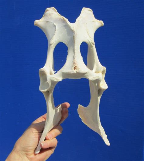 10 34 Inches Authentic Whitetail Deer Pelvis Bone For 1499