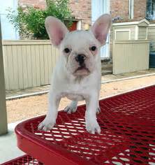 We love the bulldog and want to share that passion with as many people as we can. View Ad: French Bulldog Puppy for Sale near Texas, HOUSTON ...