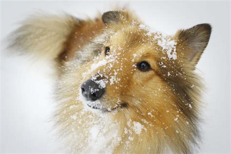 Dogs In The Snow Wallpaper Wallpapersafari