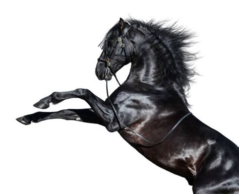 Black Stallion Stock Photos Pictures And Royalty Free Images Istock