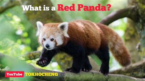 What Is A Red Panda Youtube