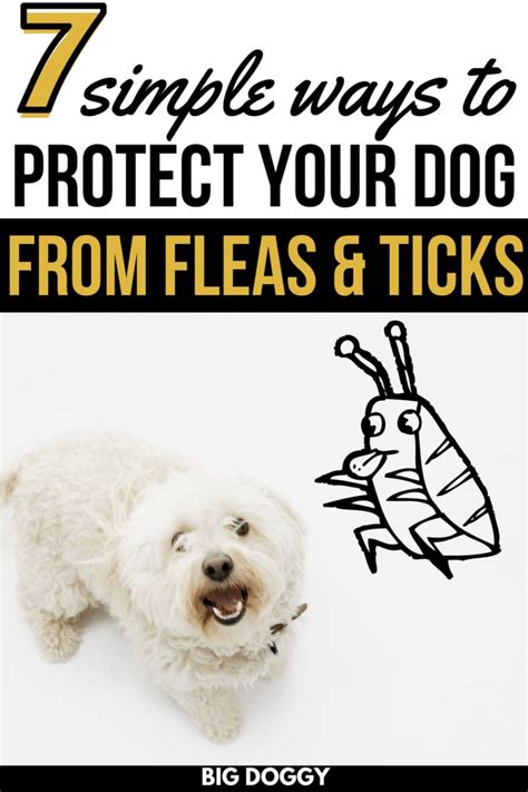 7 Simple Ways To Protect Your Dog From Fleas And Ticks In