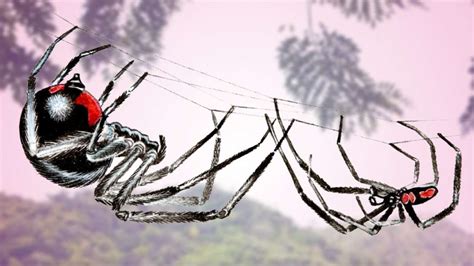 3 Things That Make Spider Sex Horrifying Seeker