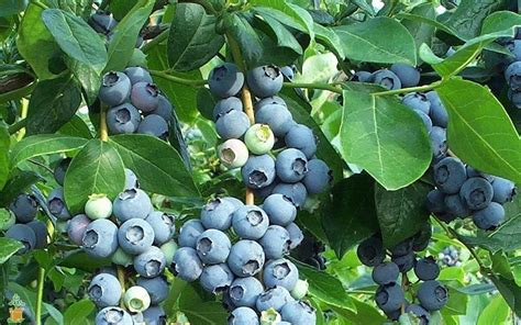 Cold Hardy Tifblue Blueberry Bushes For Sale The