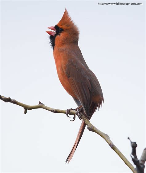 Cardinal Northern Cardinal Singing View At Full Size For Flickr