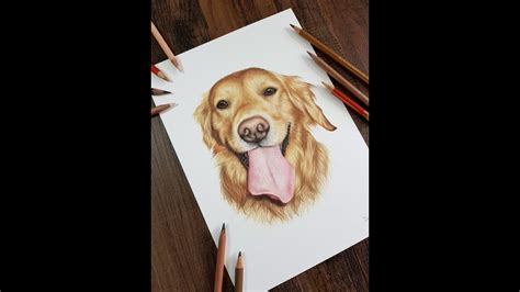 Colour Pencil Drawing Golden Retriever Dog Drawing Pet Portrait Youtube