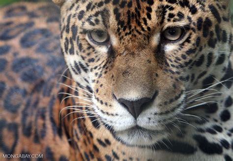 Conservation Giant Puts 100m Into Amazon Protected Areas