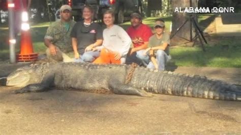 Howardsdesignerlabels Record Alligator Caught In Alabama