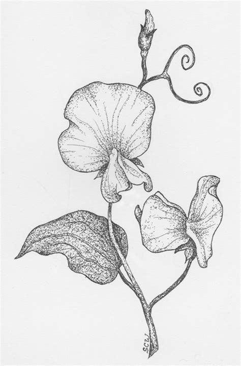 How To Draw A Sweet Pea Flower Step By Step At Drawing Tutorials