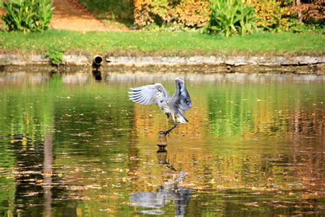 Free Images Swamp Lake Animal Fly Pond Wildlife Reflection