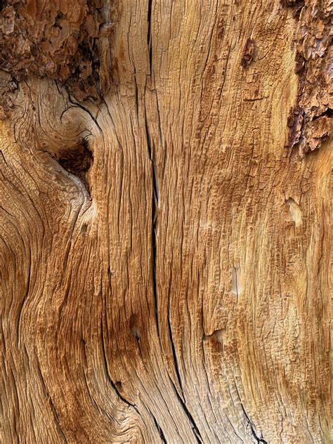 Wood Log Close Up Tree Grain Free Textures