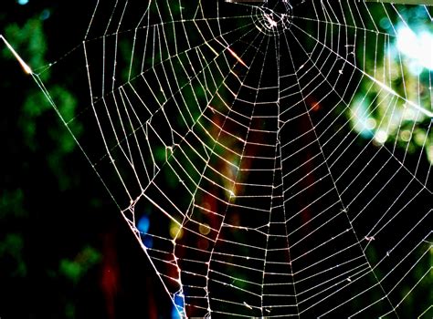 Free Images Nature Material Invertebrate Spider Web Cobweb