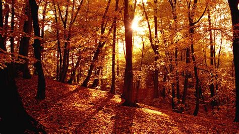 Autumn Forest Wallpapers Wallpaper Cave