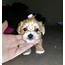 Morkie Puppies For Sale  Glendale AZ 300377 Petzlover
