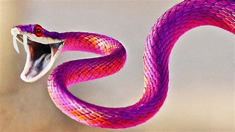 10 Most Dangerous Snakes Youtube