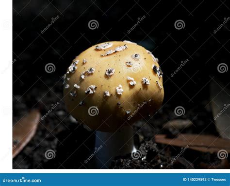 The Single Mushroom Stock Photo Image Of Alone Grows 140229592