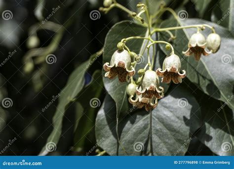 Delicate Brachychiton Populneus Or Bottle Tree Or Kurrajong Bell Shaped