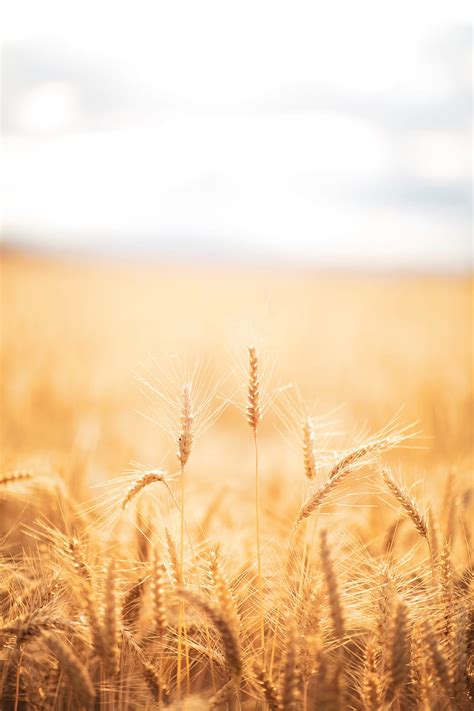 Spikelets Wheat Field Dry Harvest Hd Phone Wallpaper Peakpx