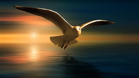 Seagull 5k Wallpapers Wallpapers Hd