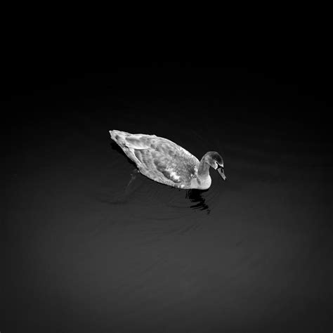 The Ugly Duckling Photograph By Peter Levi Pixels