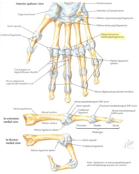 Ligaments In Hand Osteopathic Pain Relief Centre