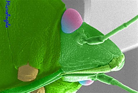 Ces Incroyables Insectes Photos Prises Au Microscope Lunité