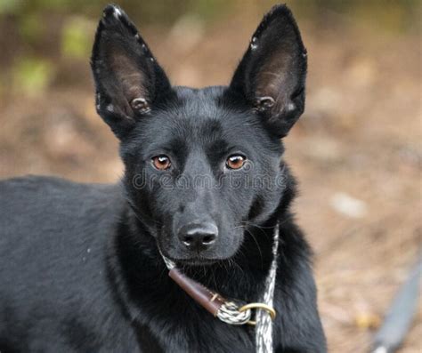 Black German Shepherd Belgian Malinois Mix Dog Portrait Stock Image