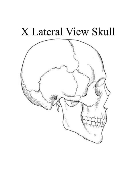 Ppt X Lateral View Skull Powerpoint Presentation Free Download Id