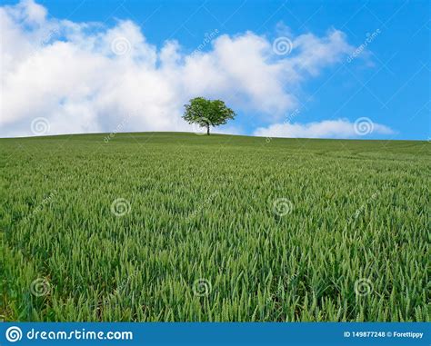 Tree On The Millet Field And Blue Sky In Summer Season Stock Photo
