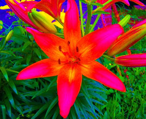 Bold Flower Color Photo Colorful Flowers Beautiful Flowers Plant Life
