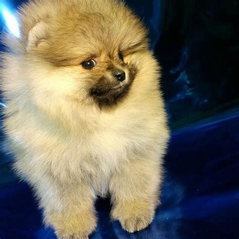 Pomeranian Puppies For Sale Get Pics And Price On