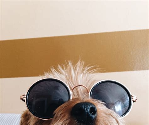 Dogs Wearing Glasses Hound Vsco