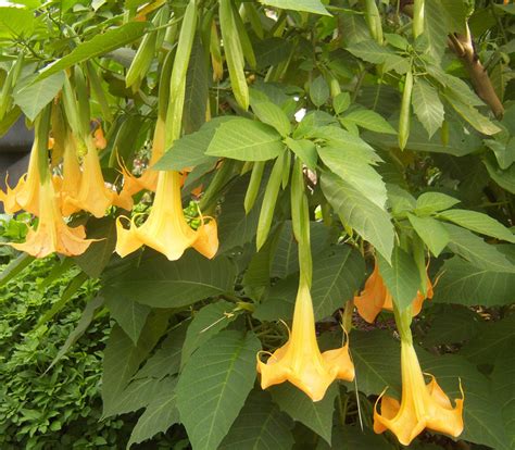 Brugmansia Sp Yellow Angels Trumpet Seeds