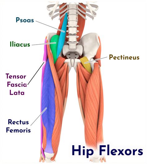Flexores De Quadril Iliopsoas Anatomia Humana Musculos Anatomia Sexiz Pix