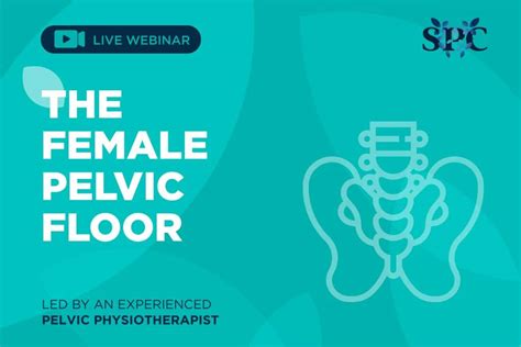 The Female Pelvic Floor Sydney Pelvic Clinic