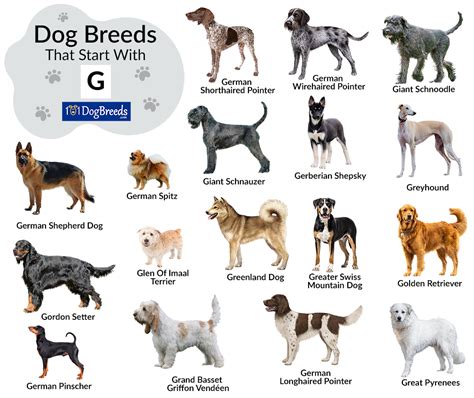 The Dog Different Dog Breeds Collection Chart Art Canvas Poster Prints
