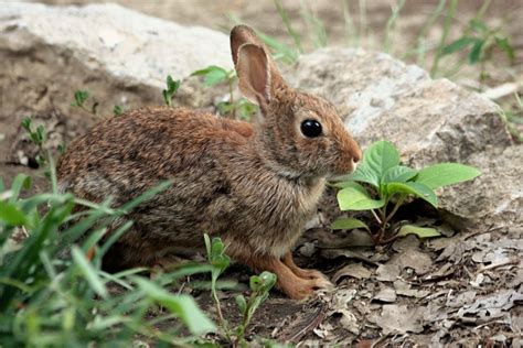 Cottontail Rabbit Close Up Free Stock Photo Public Domain Pictures