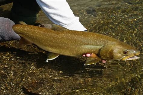 All About Bull Trout In Continental Us Krebs Creek